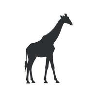 Silhouette of a Giraffe Standing Tall Against a White backgrounds vector