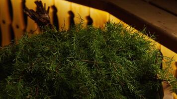 Inside Traditional Sauna Or Steam Bath, Closeup View Of Fir Brooms Warming, Smelling Natural Aroma video