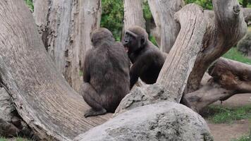 Chimpanzees on large tree trunks in forested area at Bioparc Valencia video