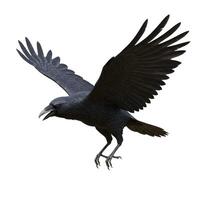 Dramatic close-up of a raven in mid-flight, isolated on white background, wings spread photo
