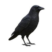 Striking portrait of a majestic black crow isolated on white background photo
