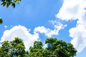 Sunny Day Sky with Lush Trees photo