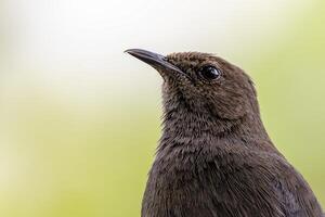 A bird with a black head photo