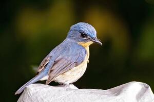 A small blue bird sitting on a piece of paper photo