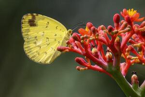 A yellow butterfly on a flower photo