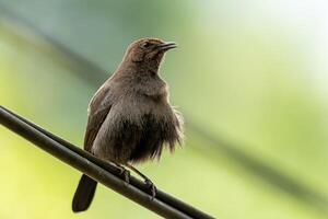 Brown Bird Perched on a Wire with Blurred Background photo