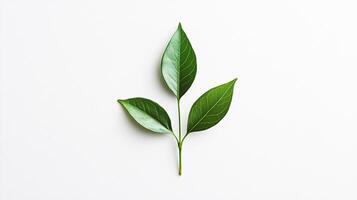 A distinctive emblem on a clean white backdrop represents ethical sourcing and sustainable trade practices. photo