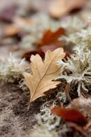 Close-up of a dry oak leaf resting on soft moss and scattered autumn leaves, showcasing intricate vein patterns and natural textures in a serene outdoor setting photo