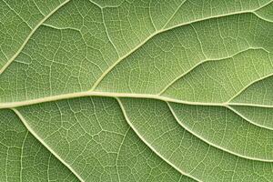 A close-up view of intricate leaf veins creates a detailed and natural background pattern photo