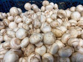 Lots of mushroom mushrooms lying on the counter at the store for sale, healthy eating photo