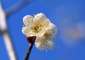A single white flower on a branch of a tree photo