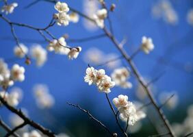 A branch of white flowers against a blue sky photo