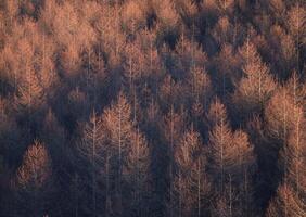 a forest with many trees in the middle of the day photo