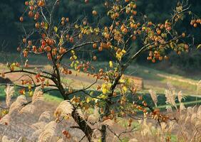 A tree with fruit on it in a field photo