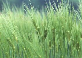 Close-up of Green Grain. High quality photo