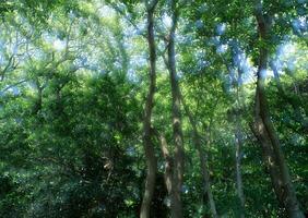 A bench in a forest with trees and a bench photo