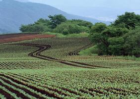 Green Rice Field Texture. HVol. 1 photo