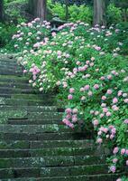 A stone staircase with pink flowers growing on it photo