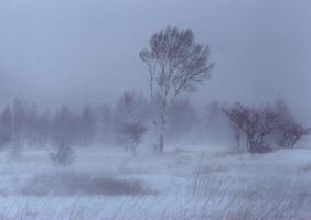 a snowy field with trees and a foggy sky photo