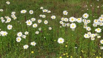 Delicate white daisies gently swaying amid lush green grass, bathed in warm summer sunlight, creating peaceful meadow landscape. video