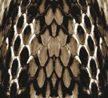 A black and white snake skin pattern photo