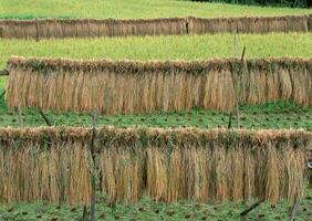Tall fescue Unlike grasses that spread by horizontal above- and below-ground stems, tall fescue is a bunch-type grass. It grows in clumps and spreads primarily through . High quality photo