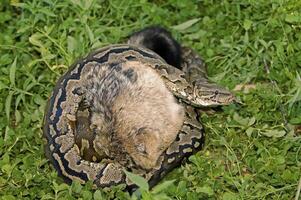 Python is strangling young jackal, Etosha National Park, Namibia, Africa photo