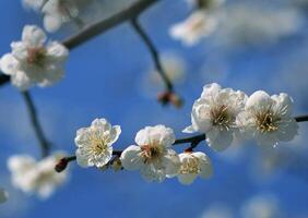 A beautiful tree branch adorned with delicate white flowers set against a serene blue sky, creating a picturesque spring scene photo