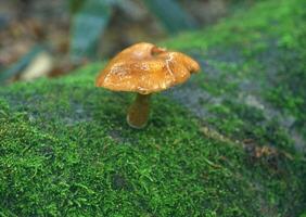 A small mushroom on a moss covered log photo