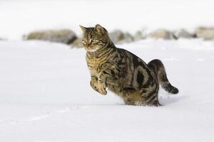 cat running in snow, domestic cat, male, Germany photo