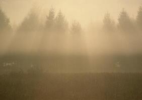 a field with trees in the background photo