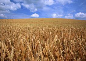 Golden Wheat Field. Vol. 15 photo