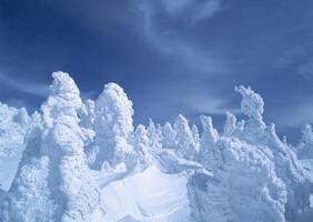 a group of snow covered trees in the snow photo