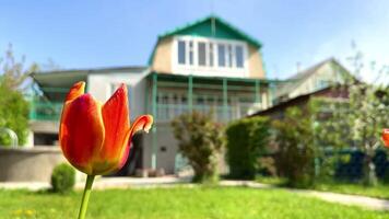 Beautiful red tulip on the background of a country two-story house on a sunny clear day, copy space video