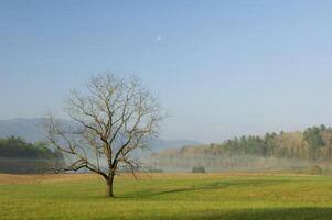 Tree in field photo