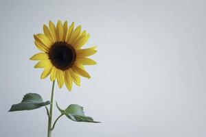 Bright sunflower design symbolizing positivity in a simple and elegant composition photo