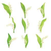 Lily of the valley set. May lily with green leaf and white flowers. Nature, flora, botany design element illustration vector