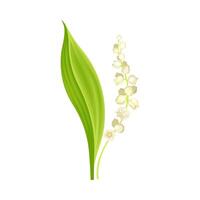 Lily of the valley. May lily with green leaf and white flowers. Nature, flora, botany design element illustration vector