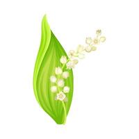 Lily of the valley. May lily flower, symbol of spring, nature, flora, botany design element illustration vector