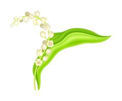 Lily of the valley. May bell flower, symbol of spring, nature, flora, botany design element illustration vector