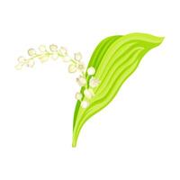 Lily of the valley. May bell fragrant flower, symbol of spring, nature, flora, botany design element illustration vector