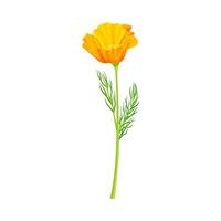 Beautiful escholzia flower. Elegant floral design element illustration vector