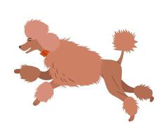 Jumping french poodle dog illustration on white background vector