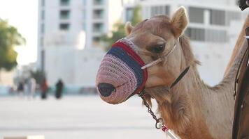 Camel wearing colorful muzzle in urban setting video