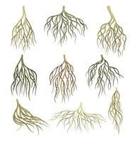 Root systems set. Underground stems, rootstalks. Botany or dendrology elements illustration vector
