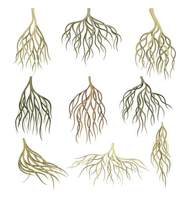 Root systems set. Underground stems, rootstalks. Botany or dendrology elements illustration