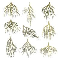 Root of tree, bush or shrub set. Creeping underground stems. Botany or dendrology elements illustration vector