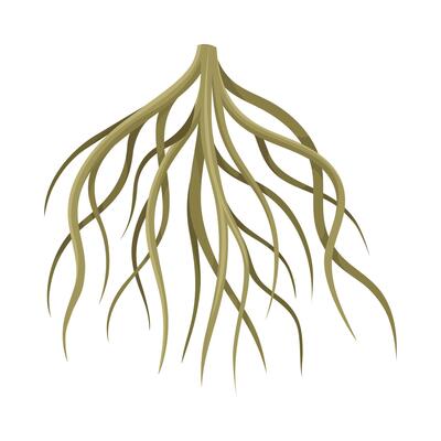 Root of tree, underground stem, rootstalk. Botany or dendrology design element illustration