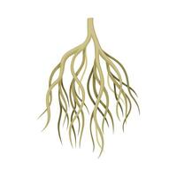 Root tree, creeping underground stem. Botany or dendrology element illustration vector
