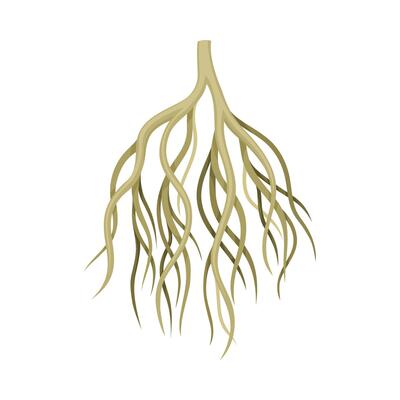 Root tree, creeping underground stem. Botany or dendrology element illustration